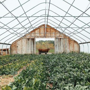 May '17: Heifer, spinach, NRCS-funded High Tunnel