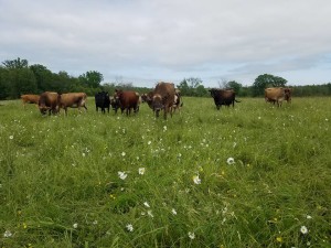 Our beautiful cow family, photo credit: Vince Vercillo