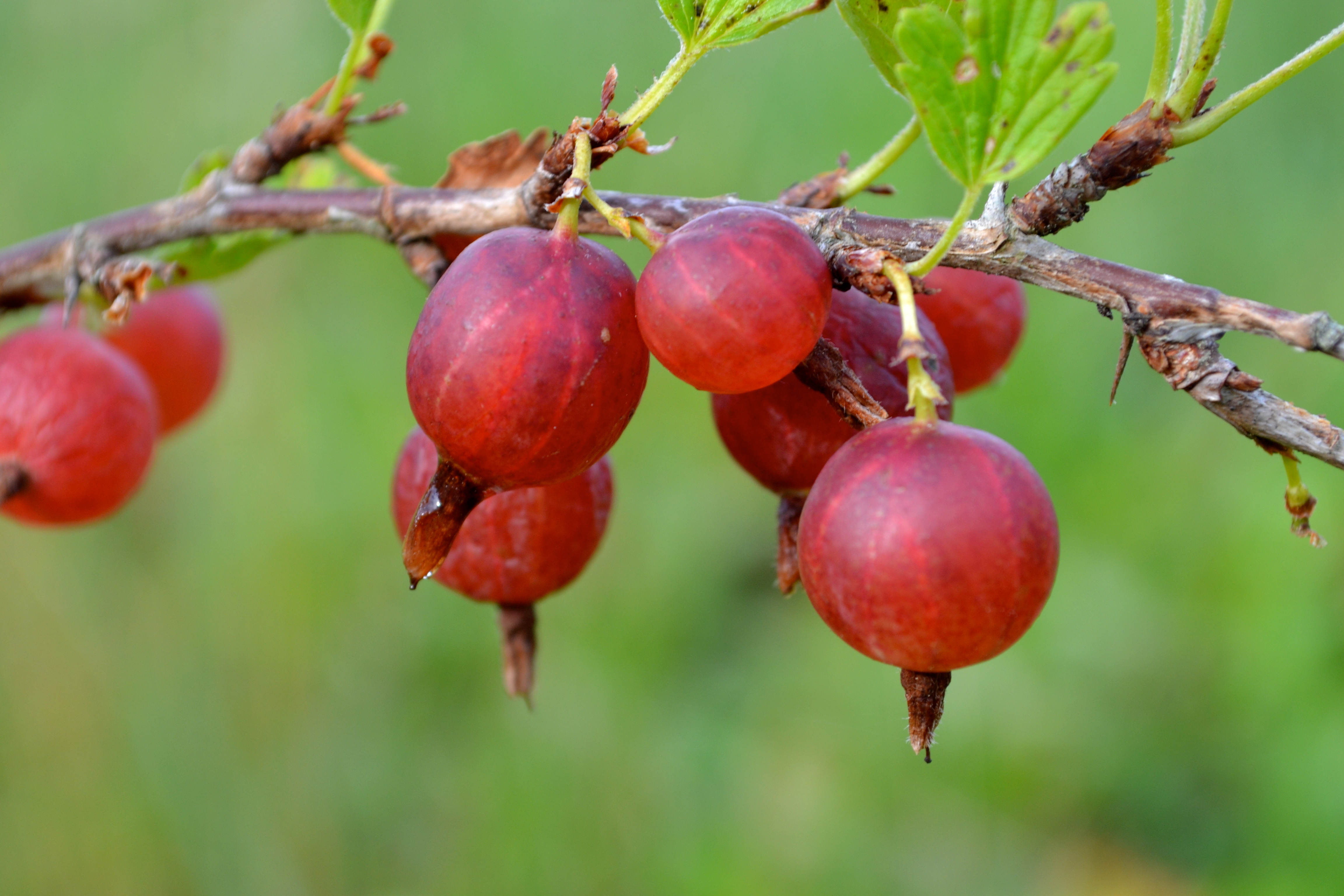 Fruit, incoming