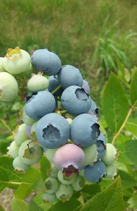 The Sweetness of Summer, Blueberries