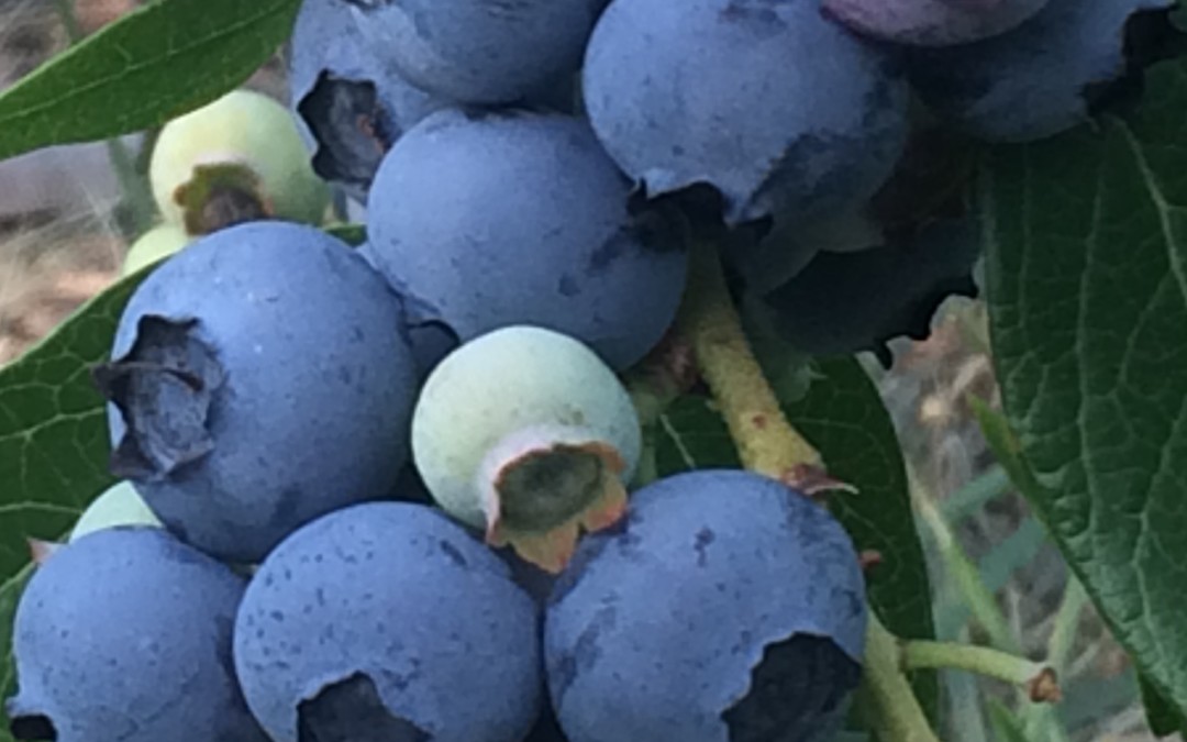 Blueberries & Barn-Yard Sale
