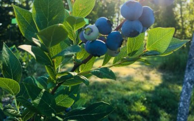 Blueberry update!