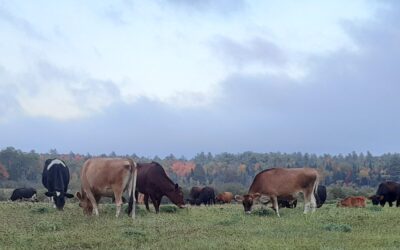 Grass-fed Beef & Organic Hay